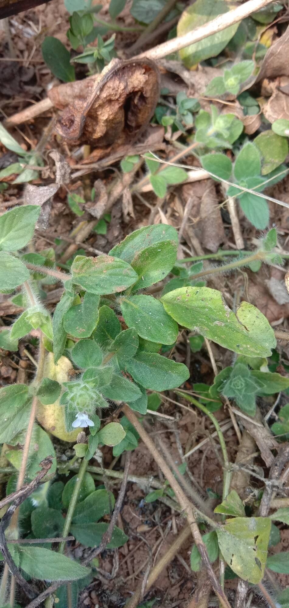 Lepidagathis fasciculata — houseplant care guide