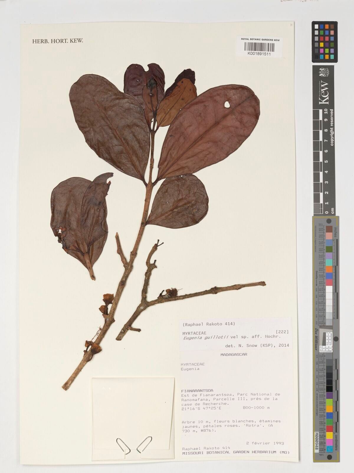 Eugenia guillotii — houseplant care guide