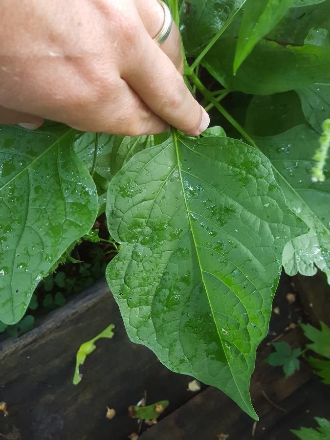 Agrimonia striata leaf
