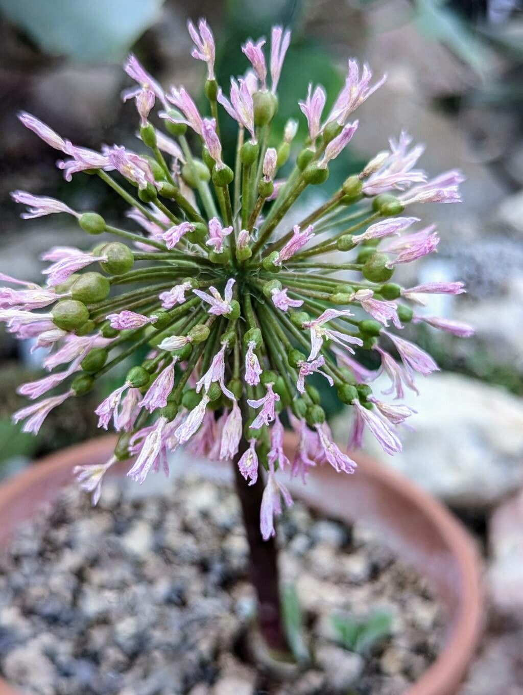 Haemanthus carneus flower