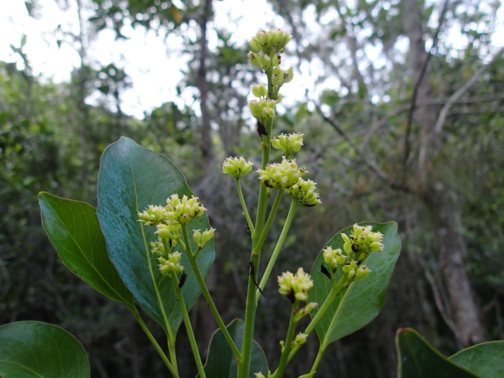 Polyscias scopoliae — search result for 'Polyscias'