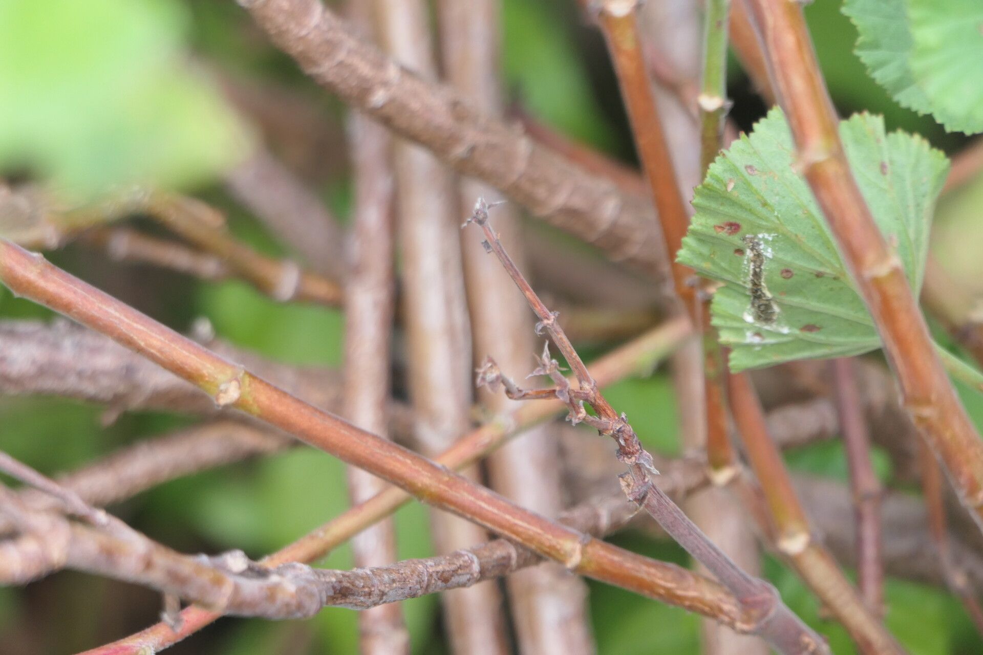 Pelargonium betulinum bark