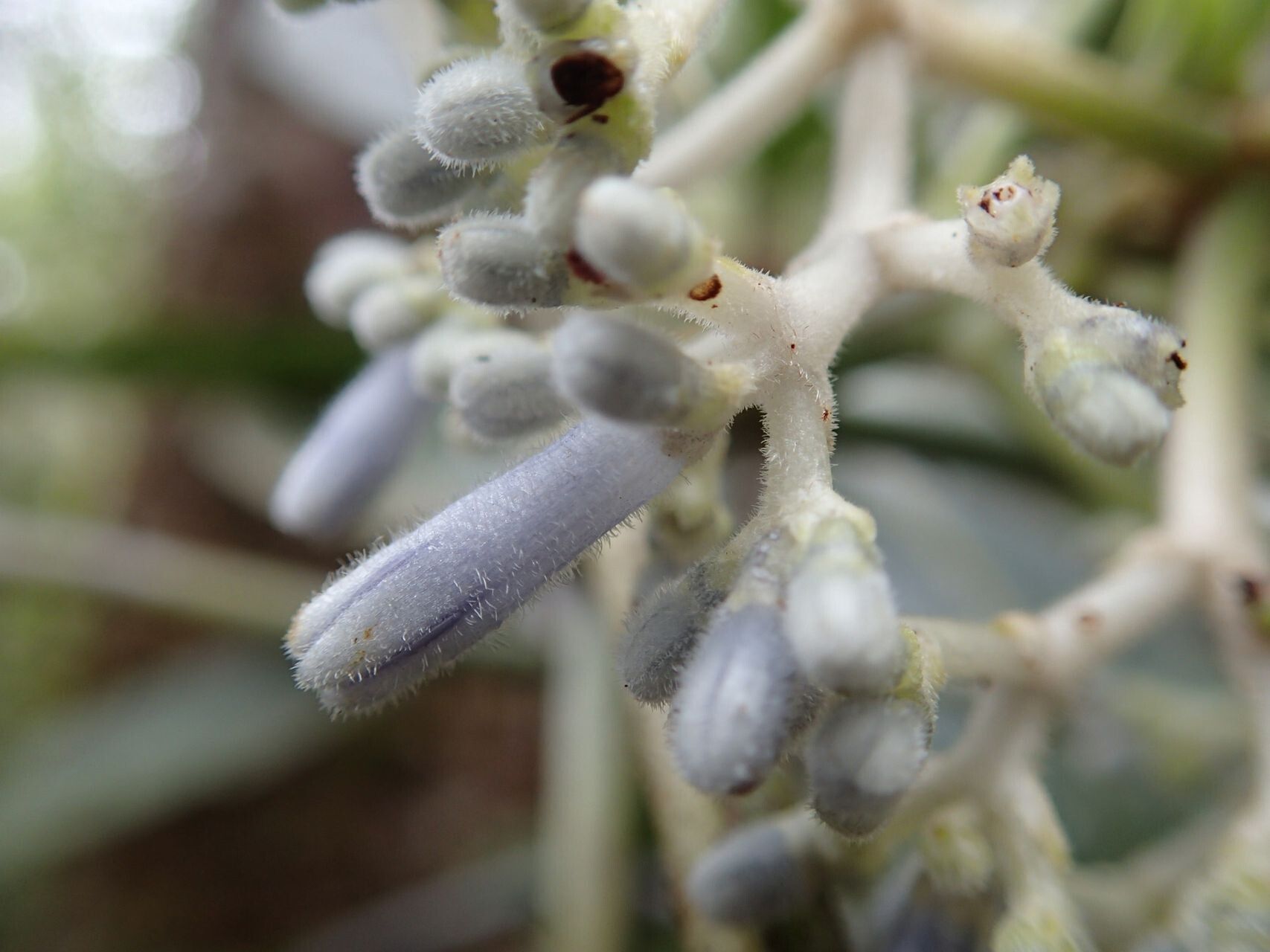 Psychotria poissoniana flower