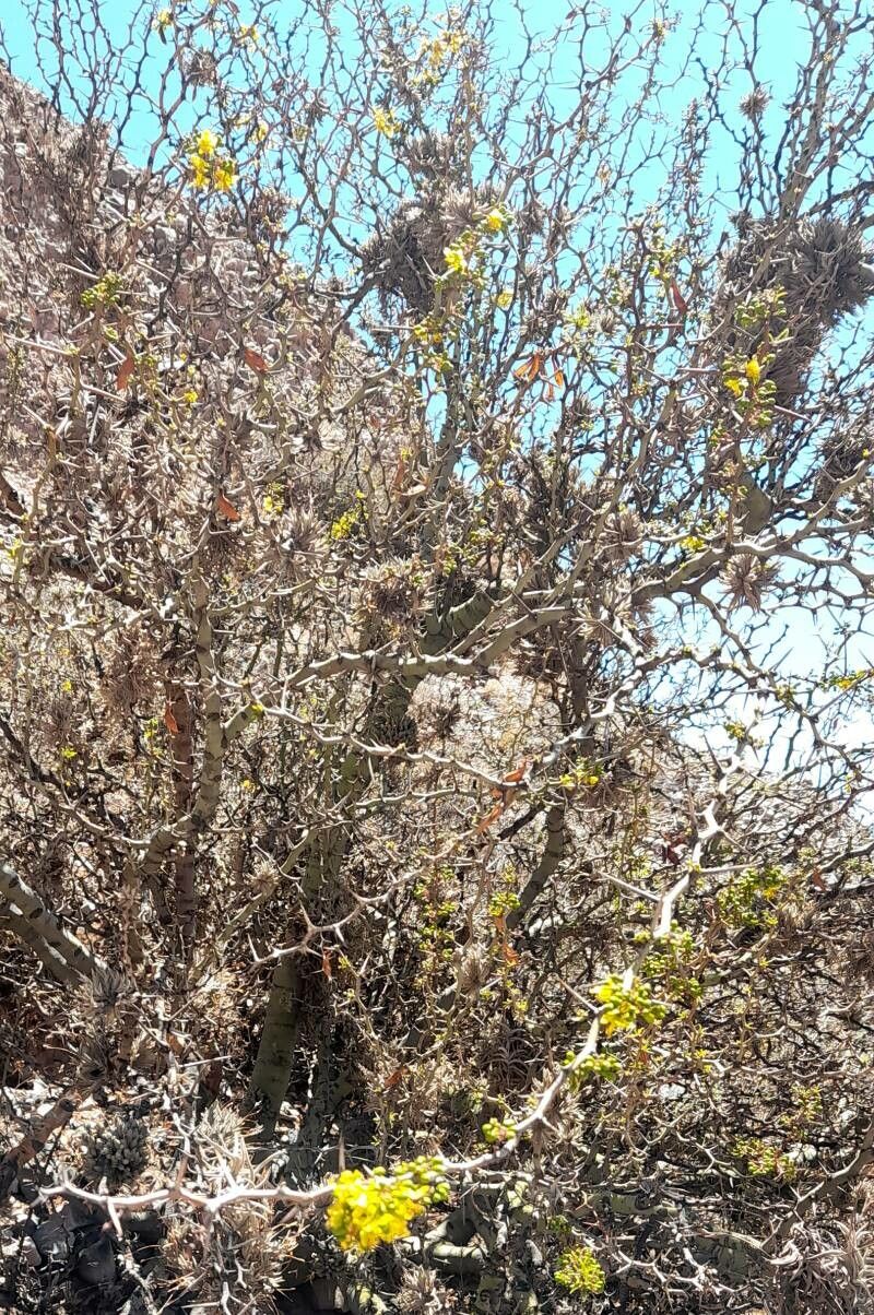 Parkinsonia andicola habit