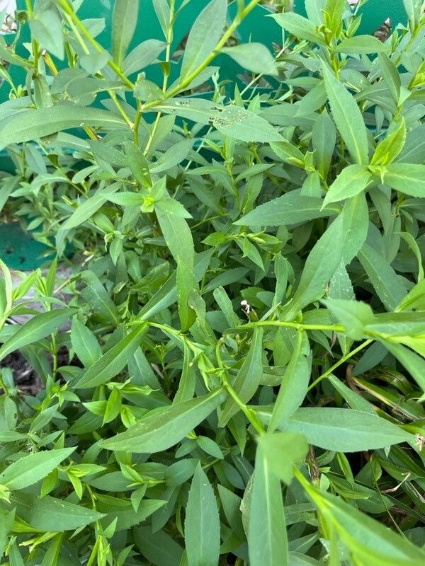 Symphyotrichum puniceum leaf