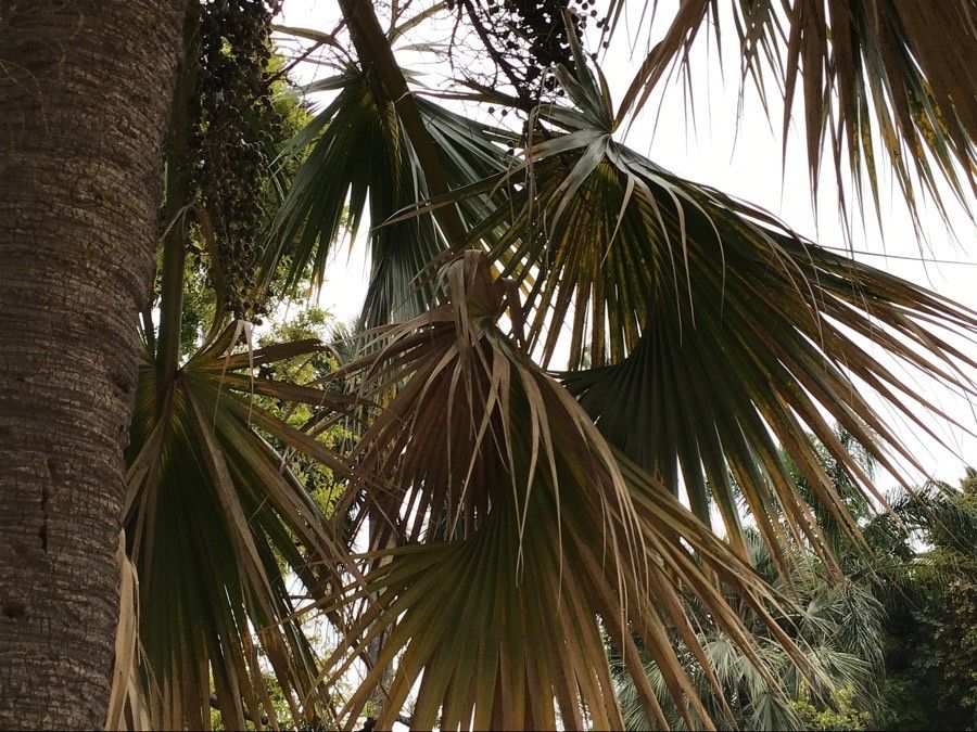 Sabal bermudana — related species from the same genus