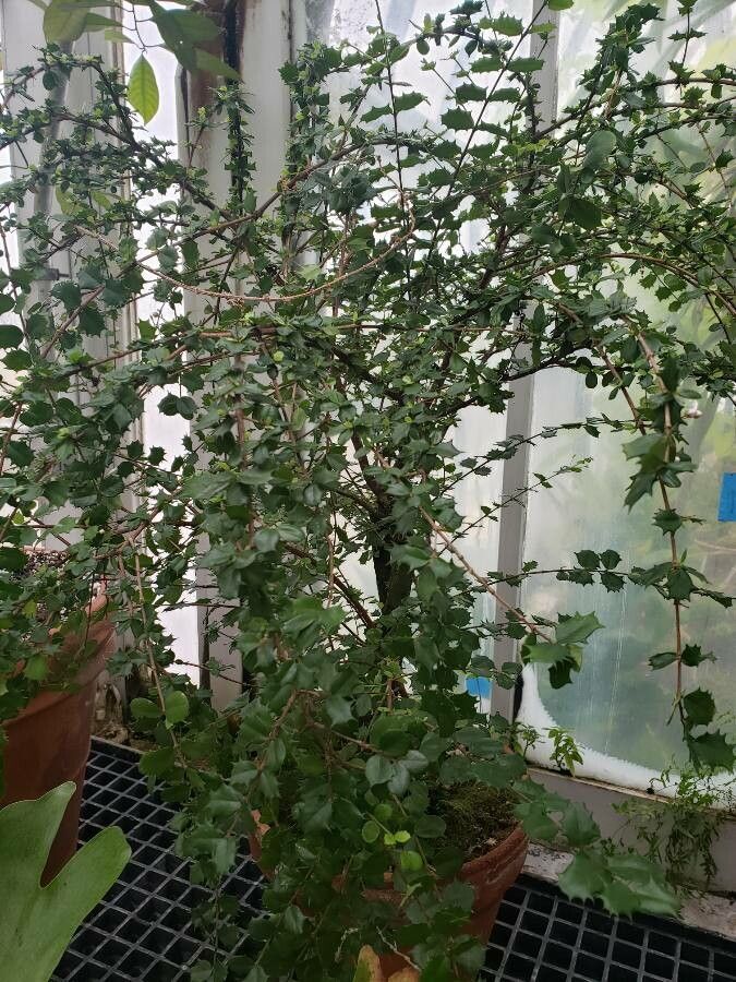 Malpighia coccigera habit