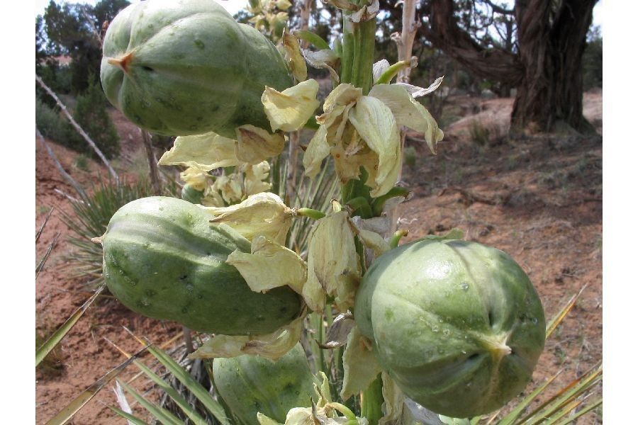 Yucca baileyi fruit