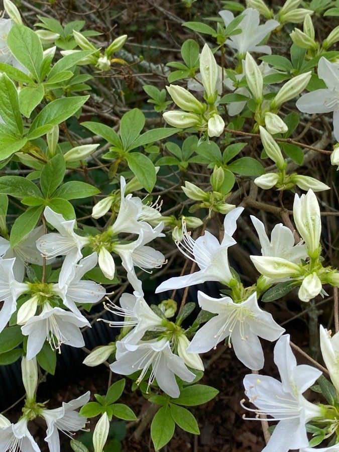 Rhododendron arborescens leaf