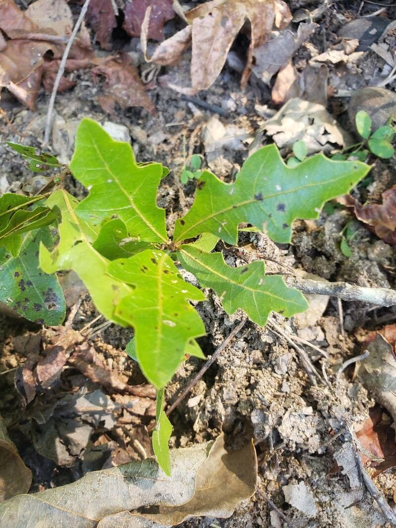 Quercus georgiana — houseplant care guide