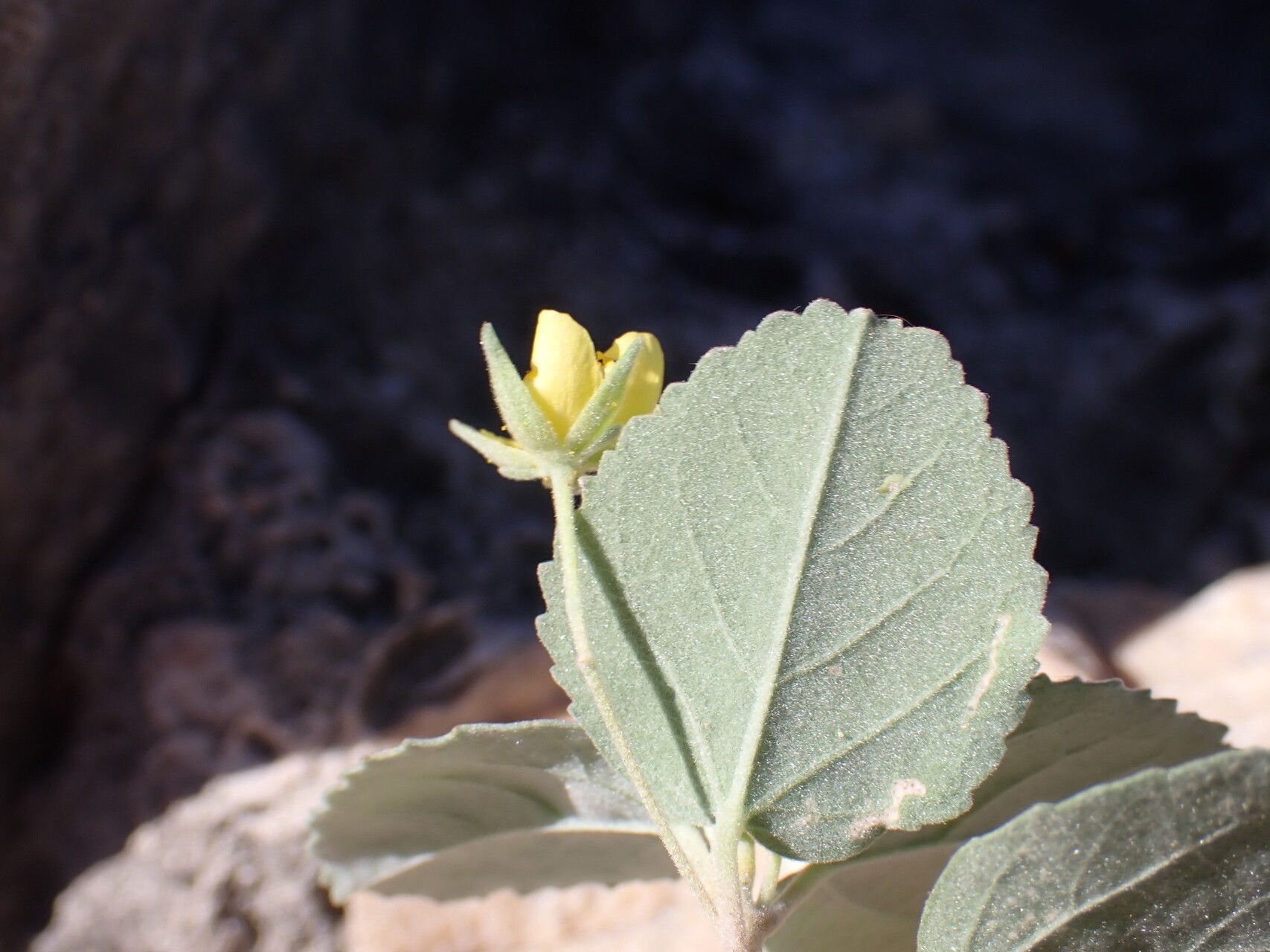 Melhania humbertii — houseplant care guide