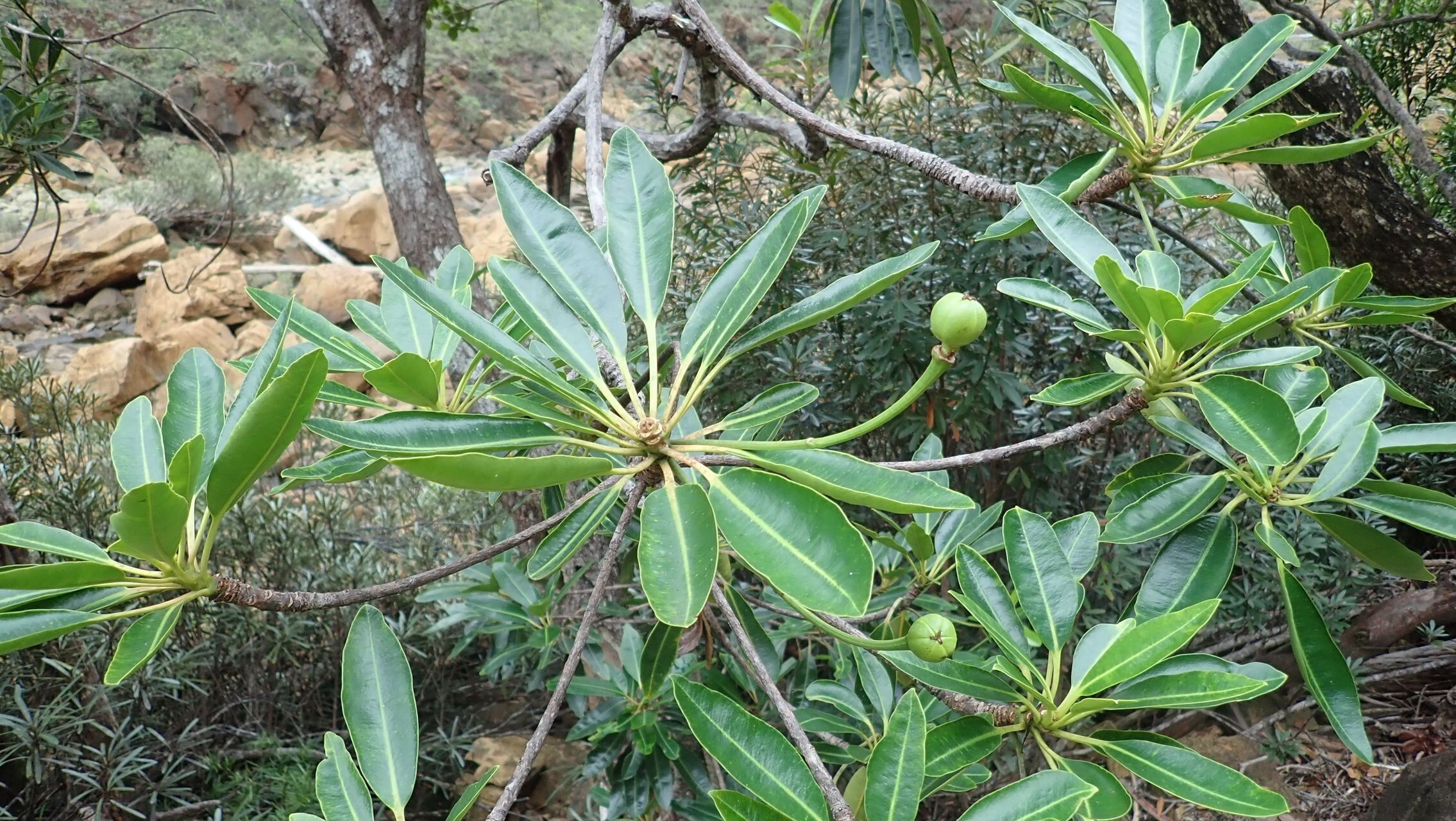 Neoguillauminia cleopatra habit