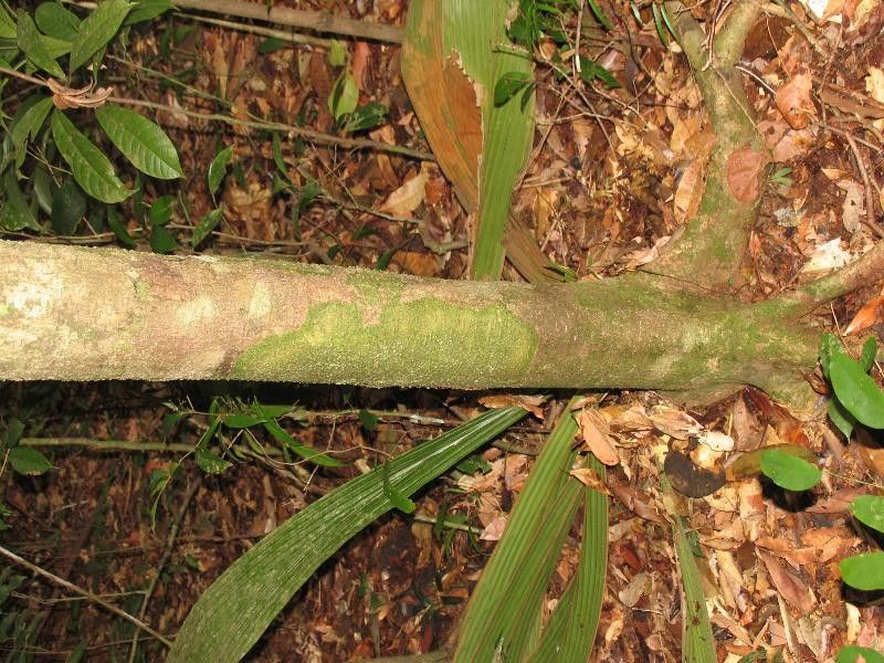 Licania micrantha habit