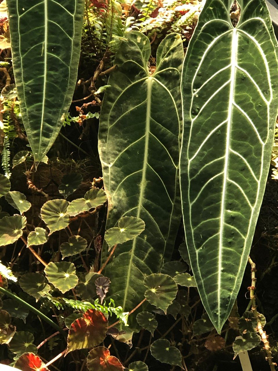 Anthurium warocqueanum habit