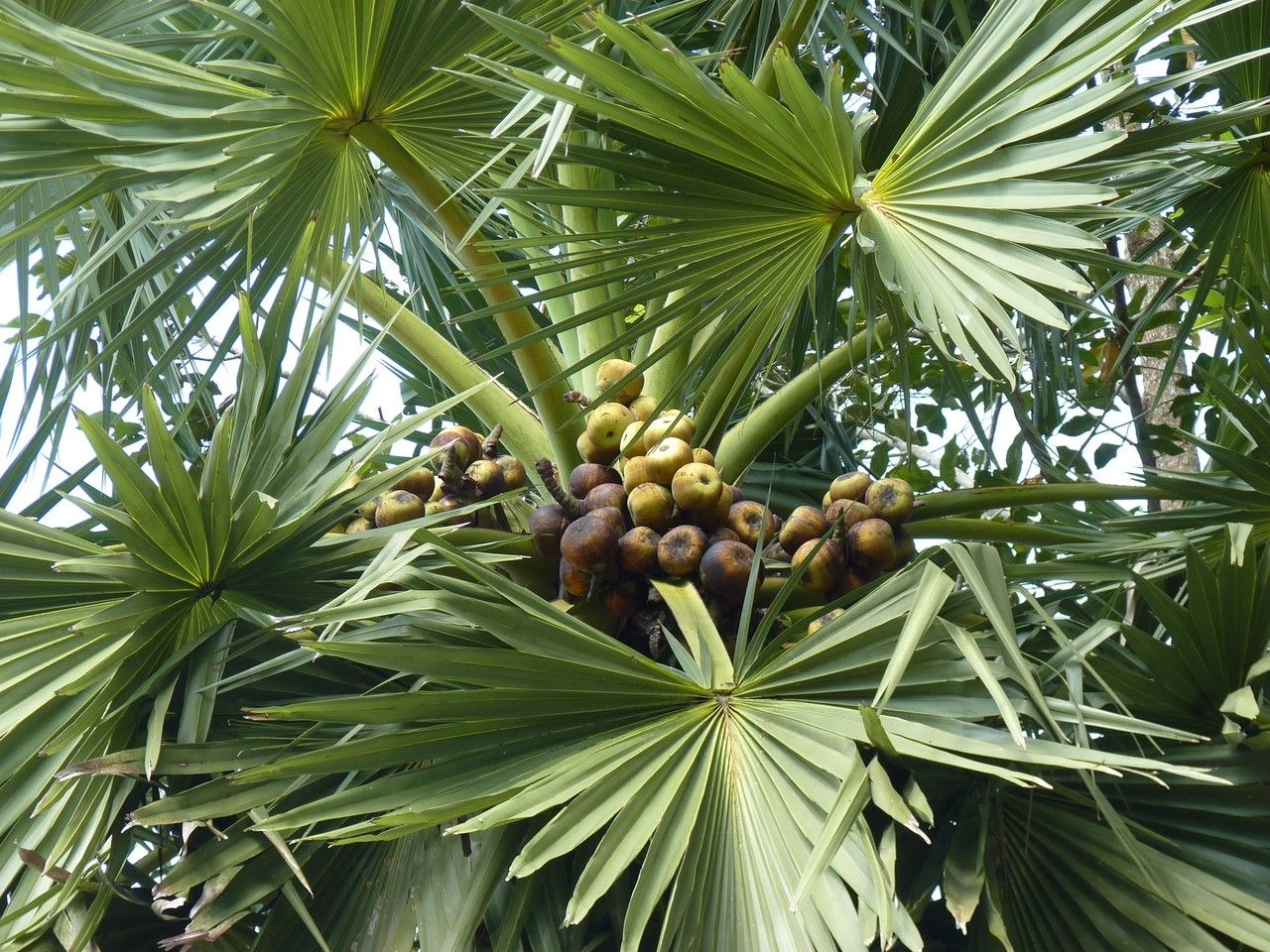 Borassus flabellifer fruit
