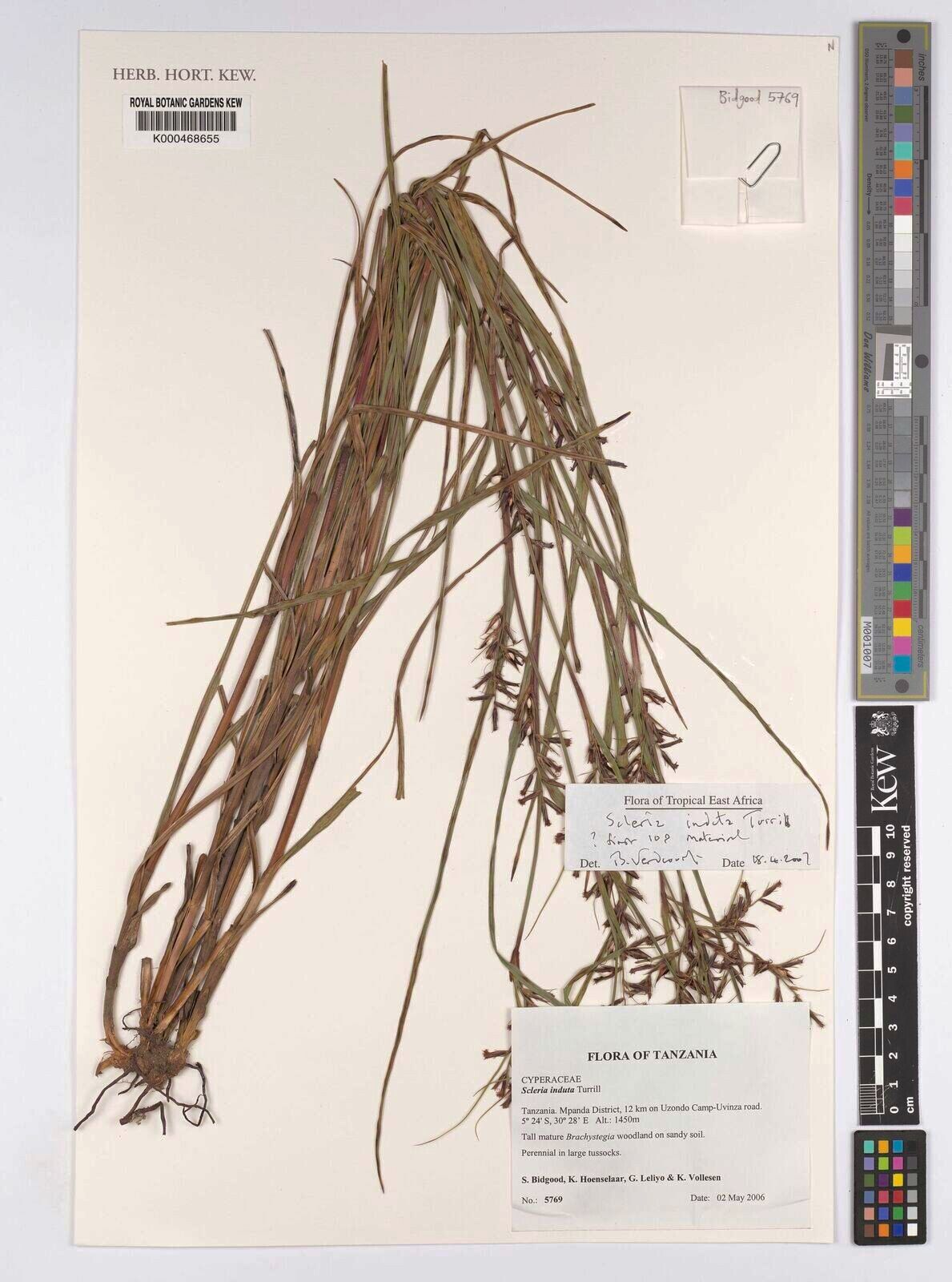 Scleria induta — houseplant care guide