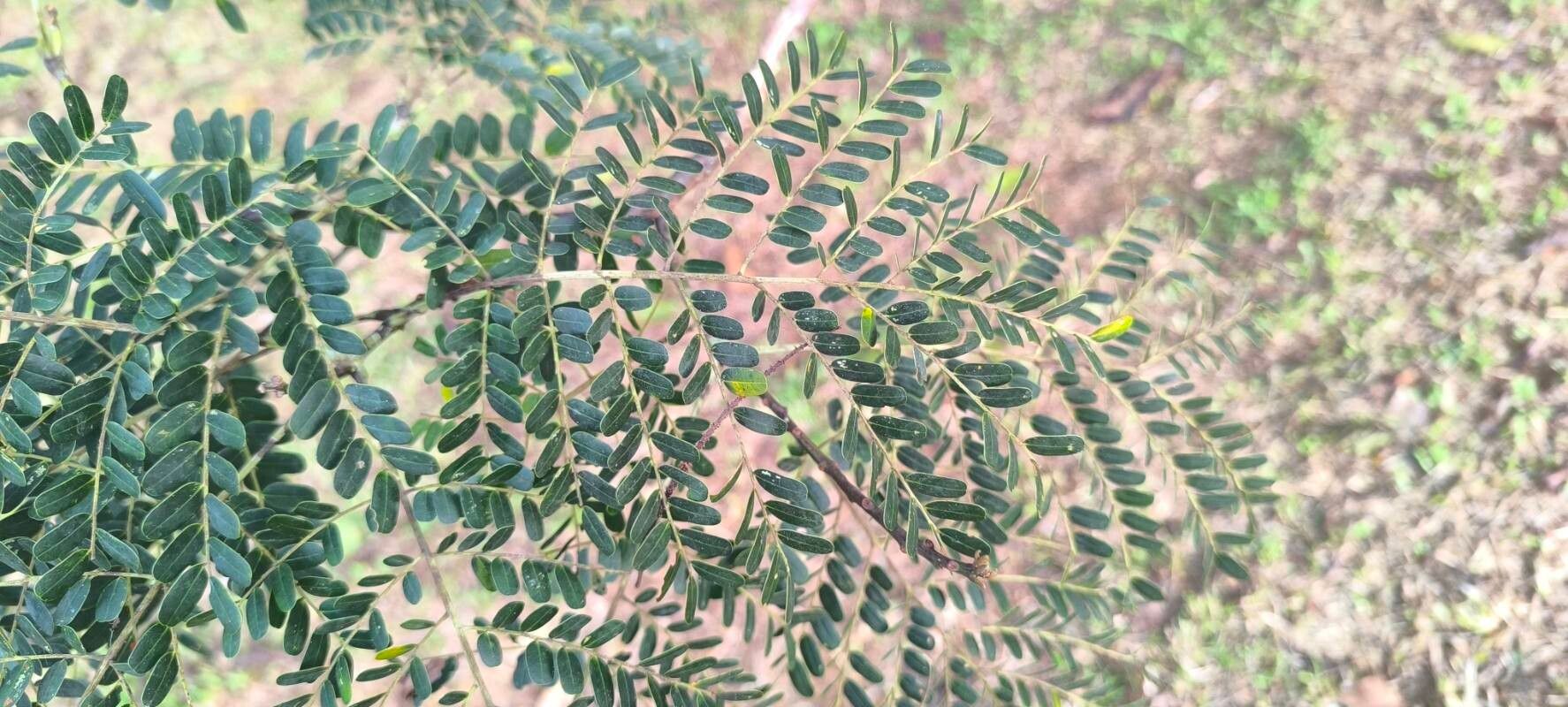 Tetrapleura tetraptera — houseplant care guide