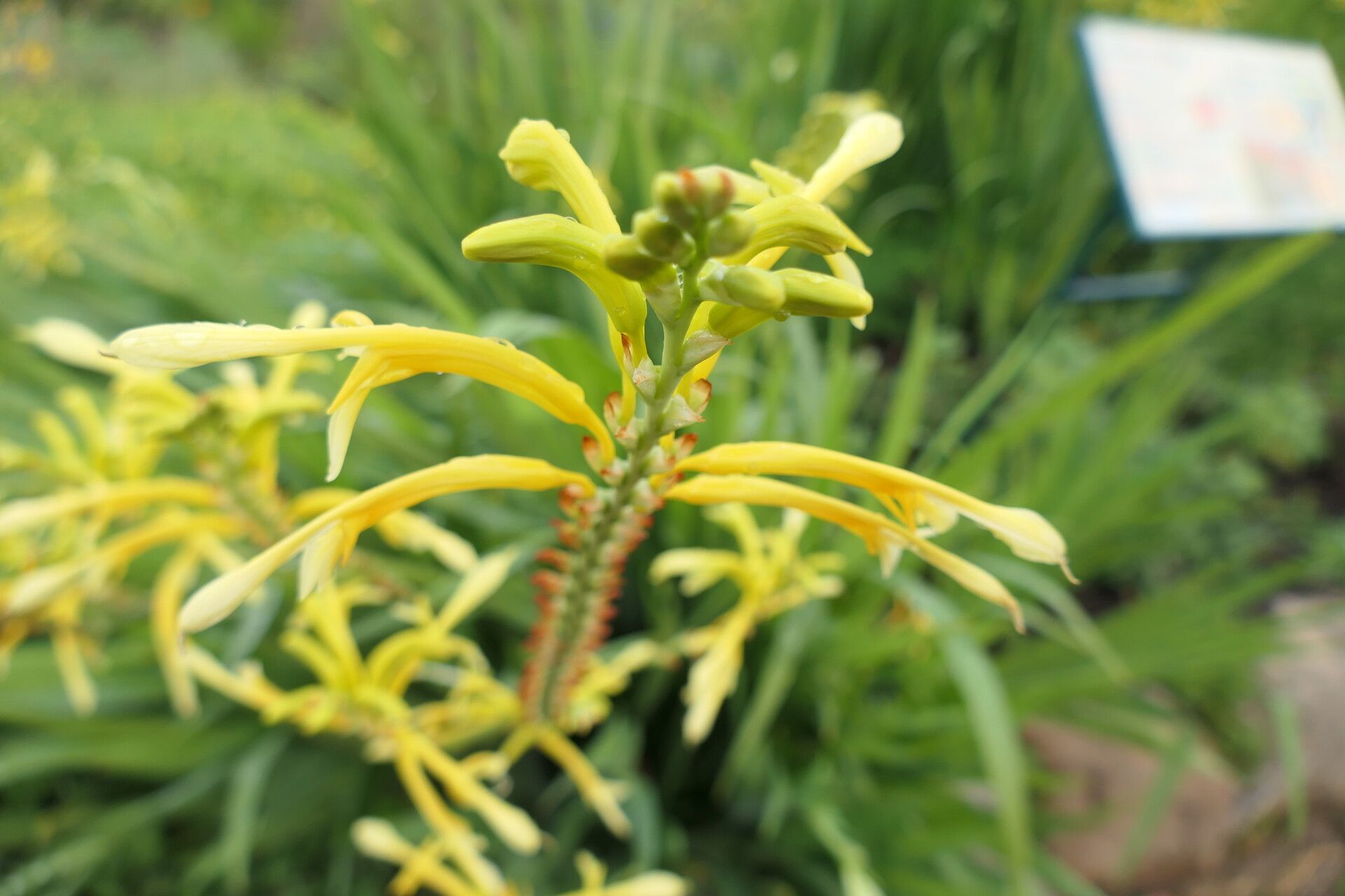 Chasmanthe floribunda flower