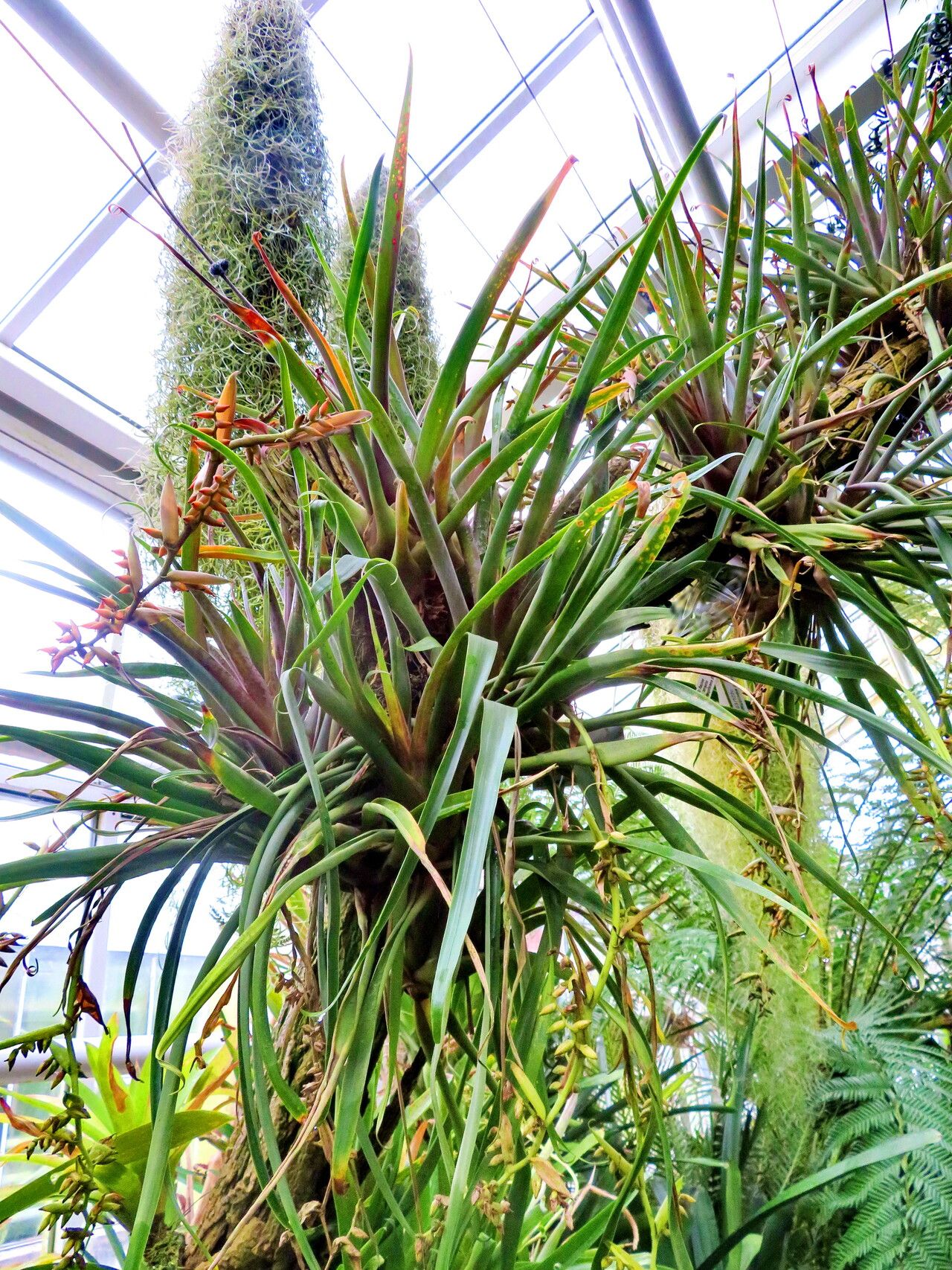 Racinaea tetrantha habit