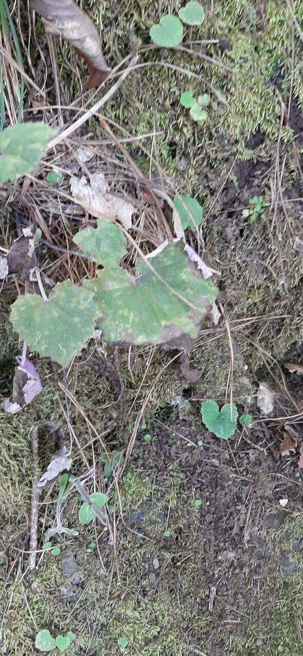 Pericallis papyracea — search result for 'Pericallis'