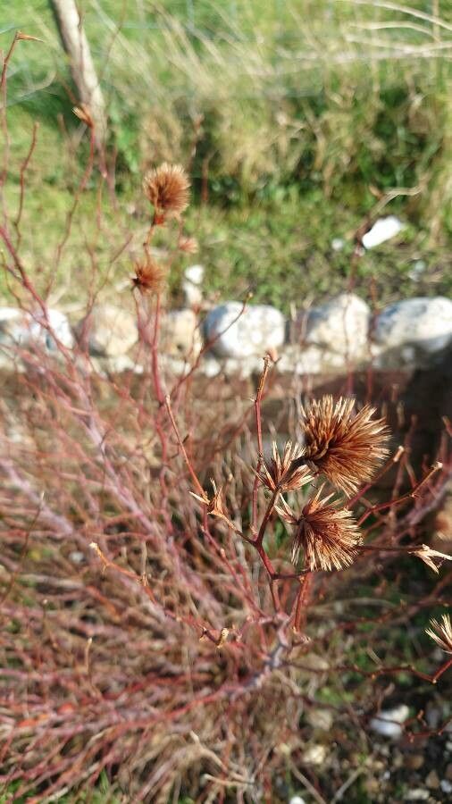 Ceratostigma willmottianum fruit