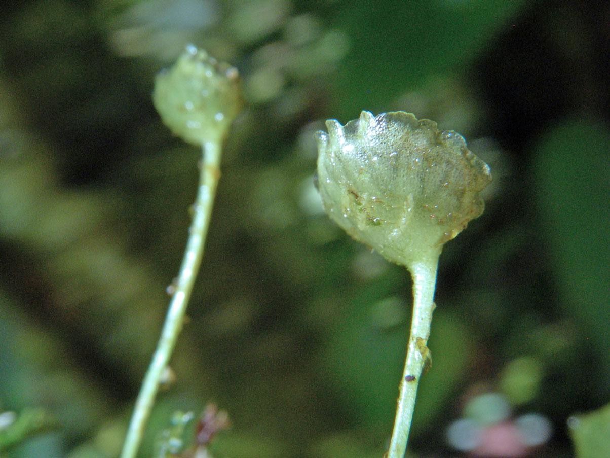 Elaphoglossum peltatum fruit