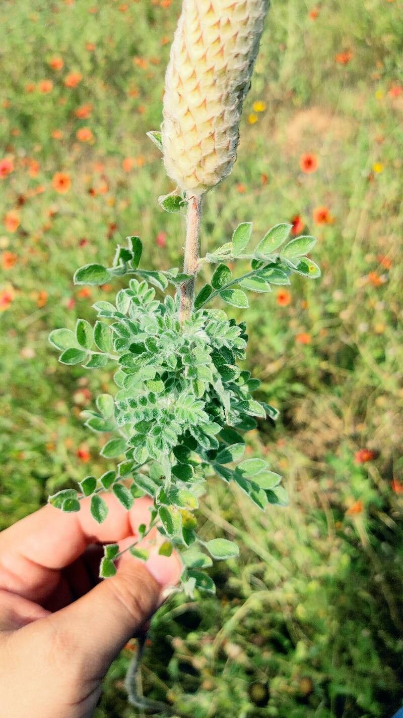 Dalea cylindriceps leaf