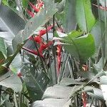 Heliconia bihai