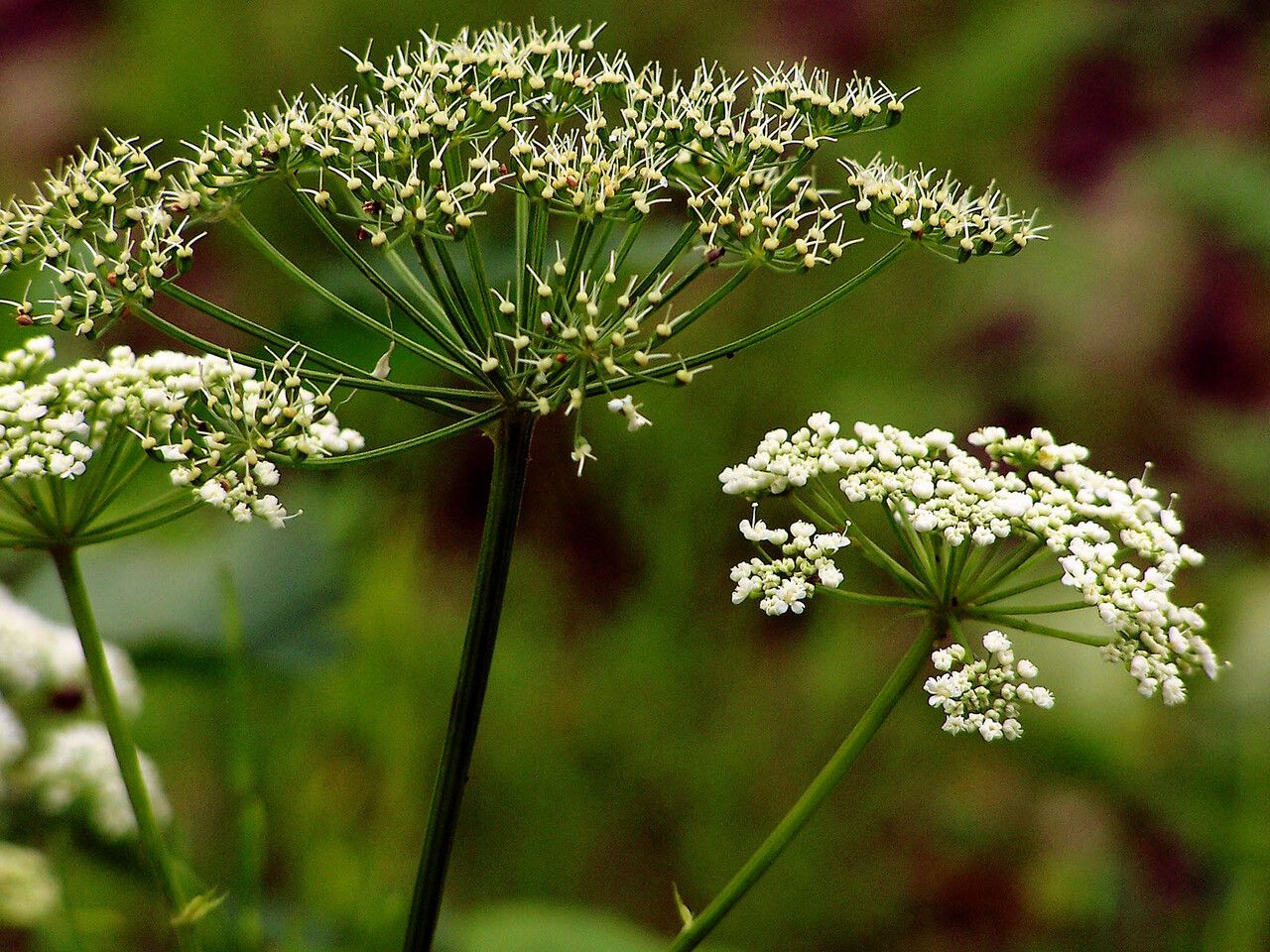 Cicuta maculata fruit