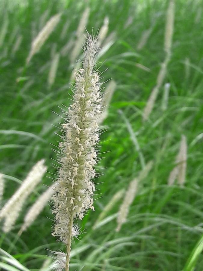 Cenchrus ciliaris flower