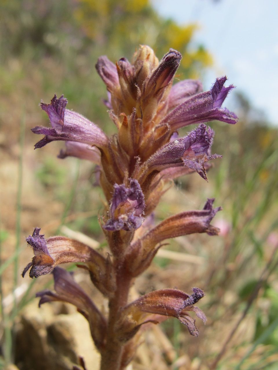 Orobanche olbiensis habit