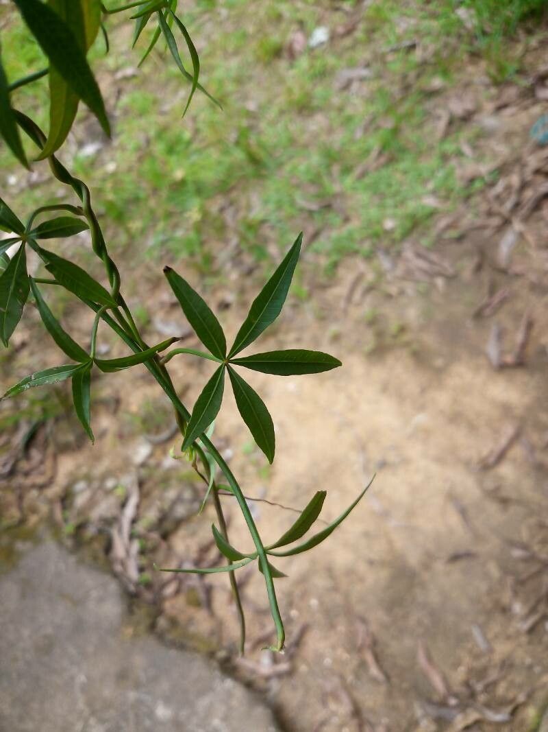 Ipomoea subrevoluta leaf
