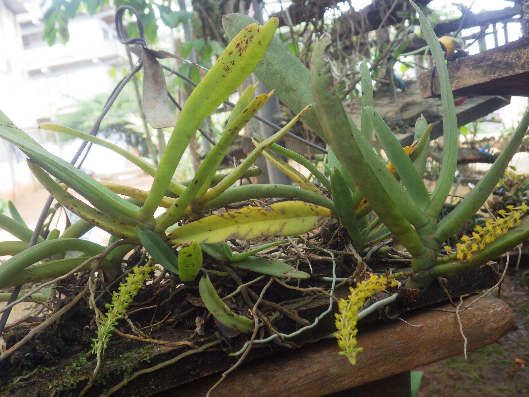 Diaphananthe odoratissima habit