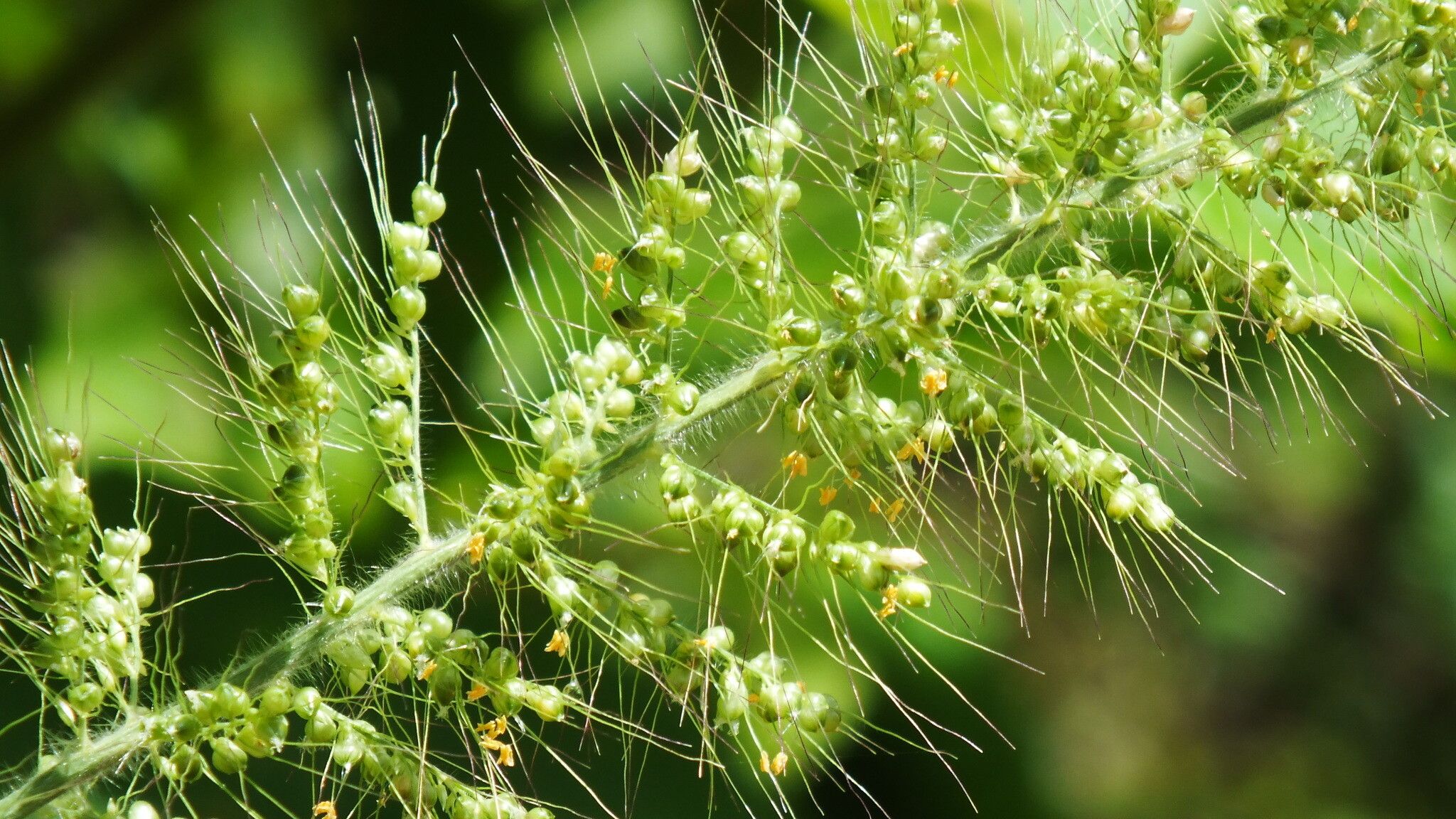 Setaria scabrifolia flower