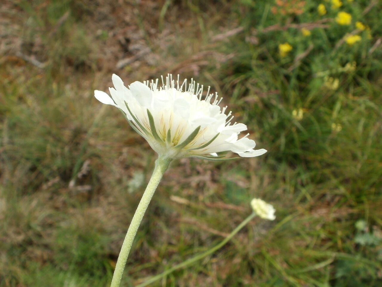 Scabiosa triniifolia flower