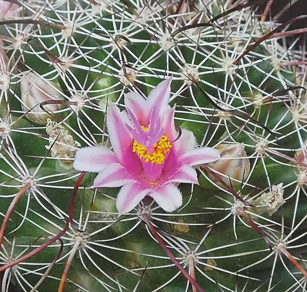 Cochemiea mainiae flower