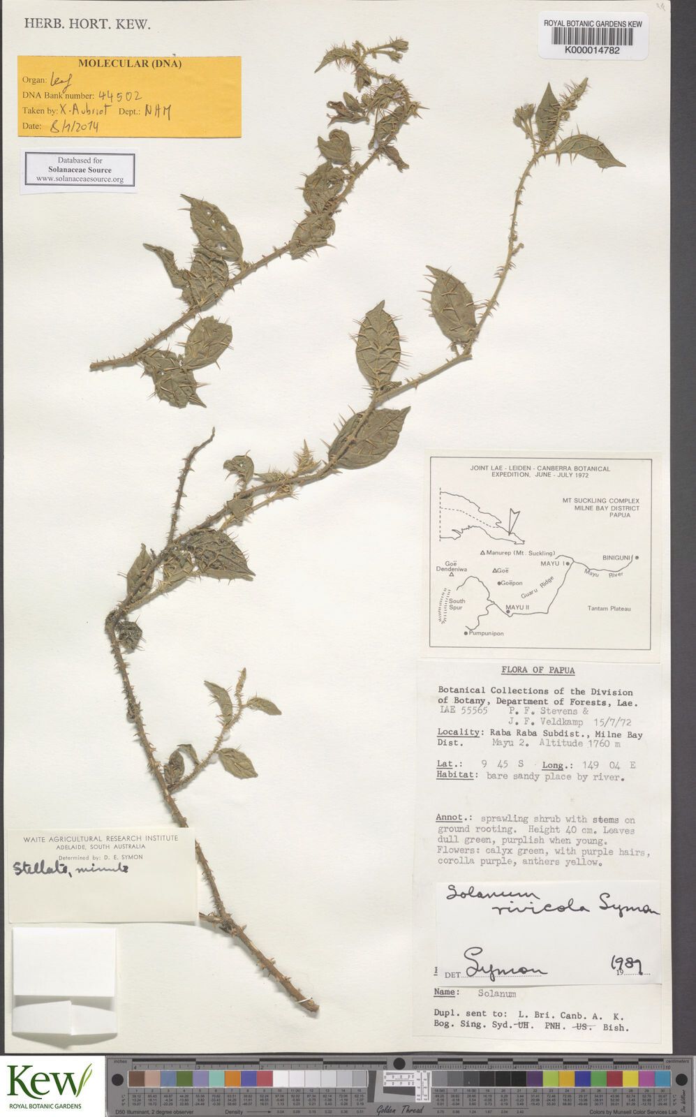 Solanum exemptum — houseplant care guide