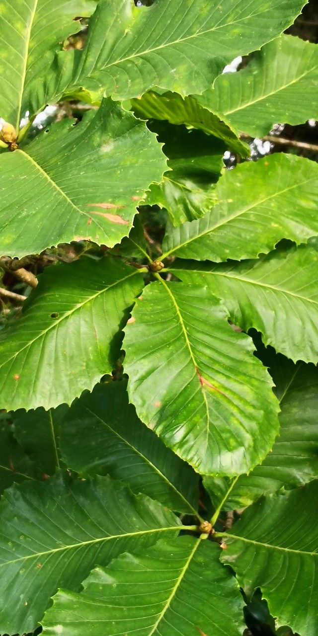 Quercus aliena leaf