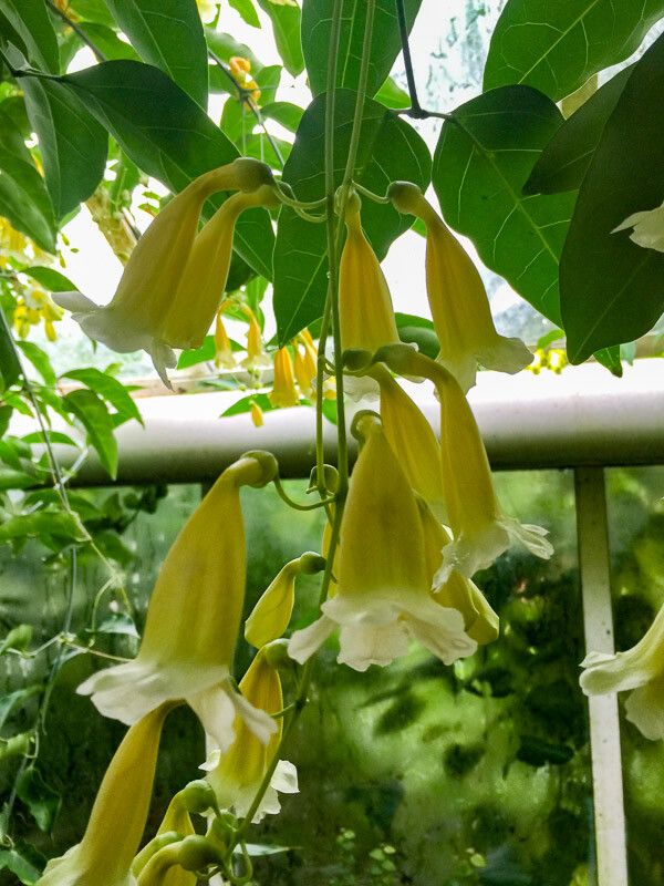 Anemopaegma chamberlaynii flower