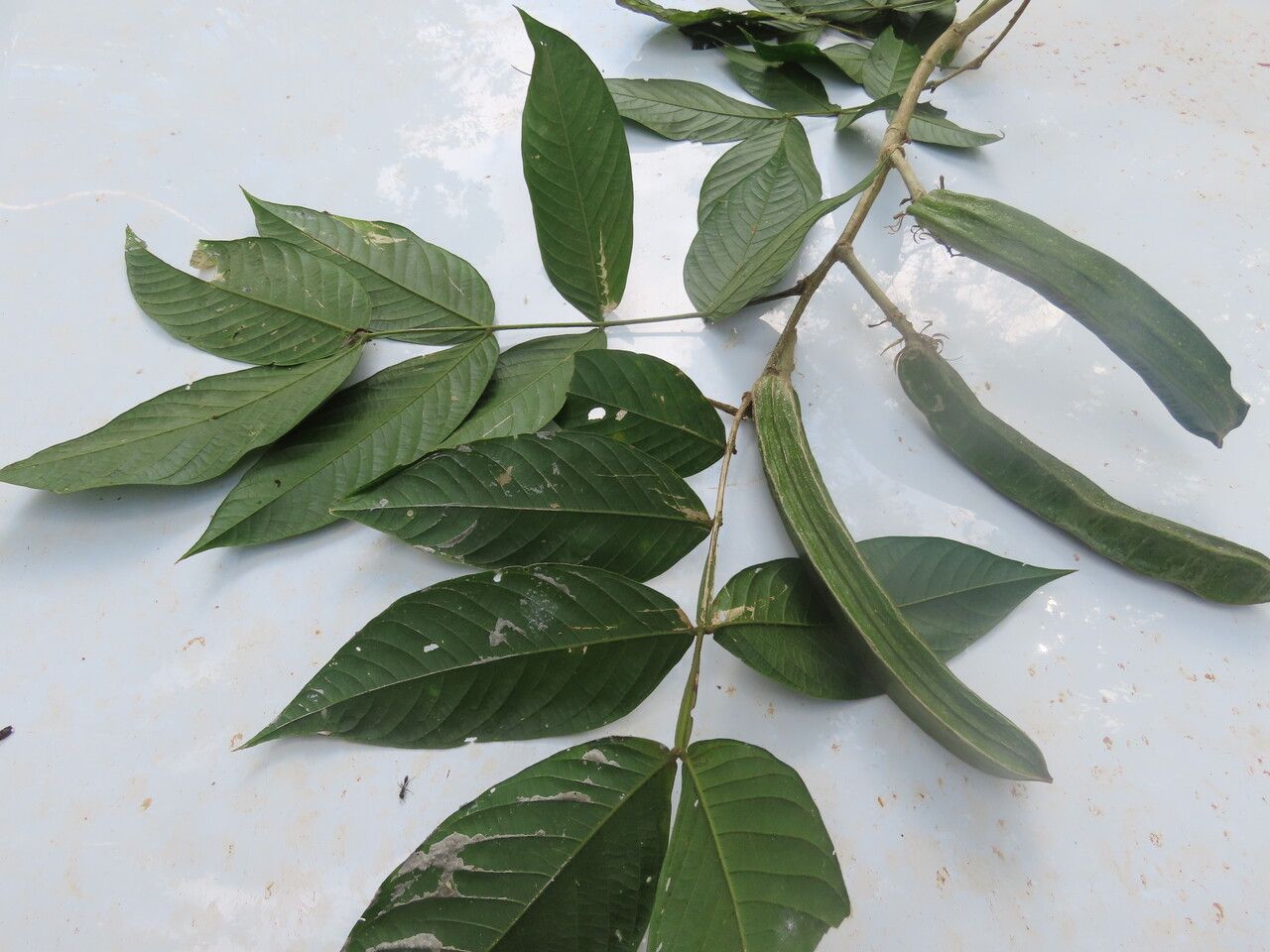 Inga sapindoides fruit