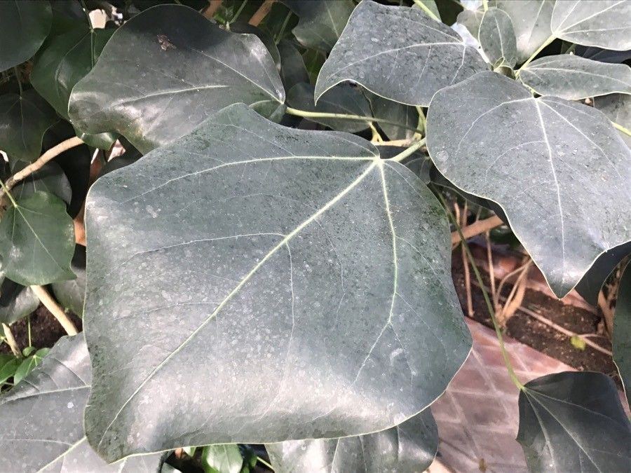 Oreopanax nymphaeifolius — houseplant care guide