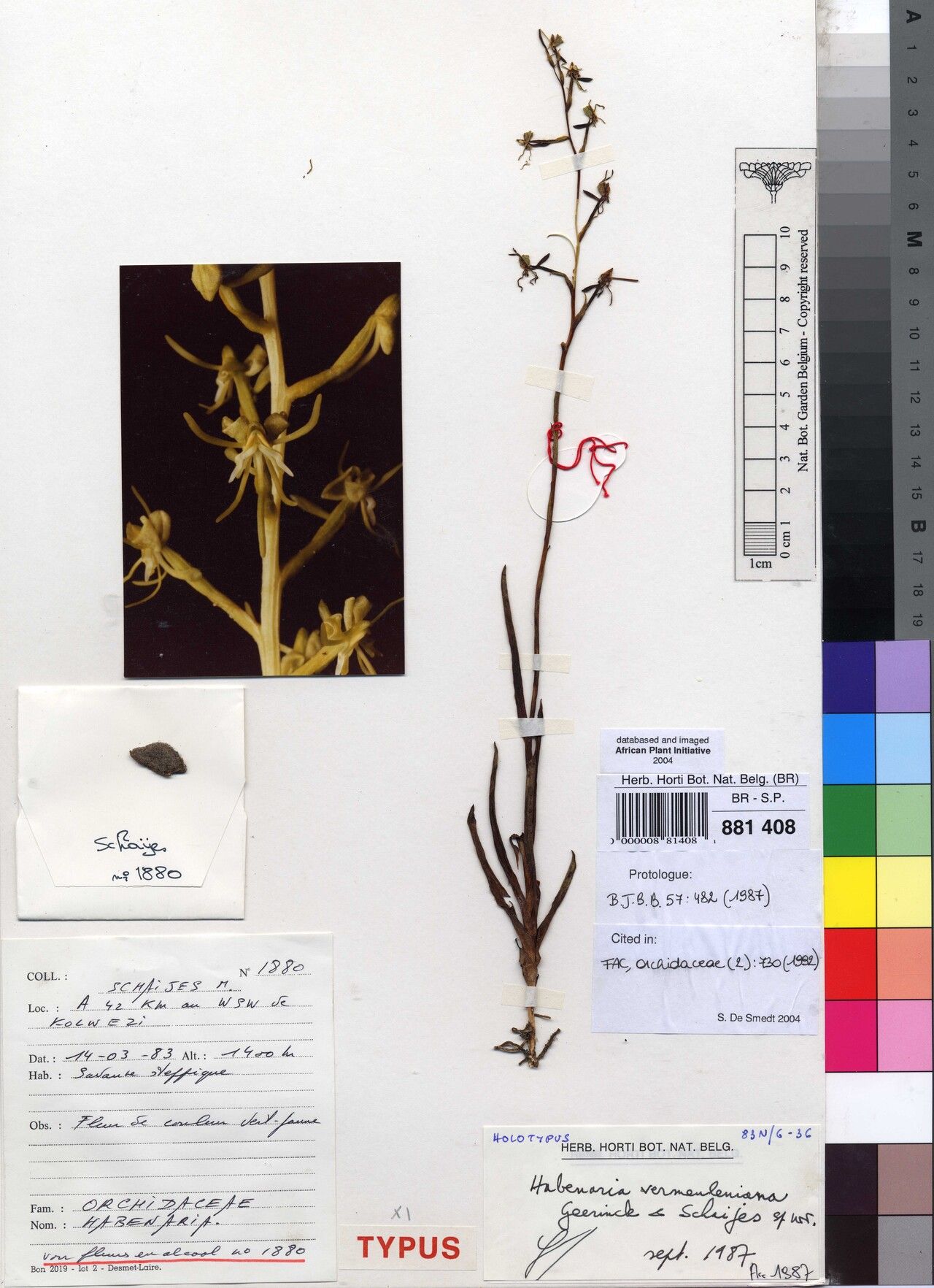 Habenaria vermeuleniana — houseplant care guide