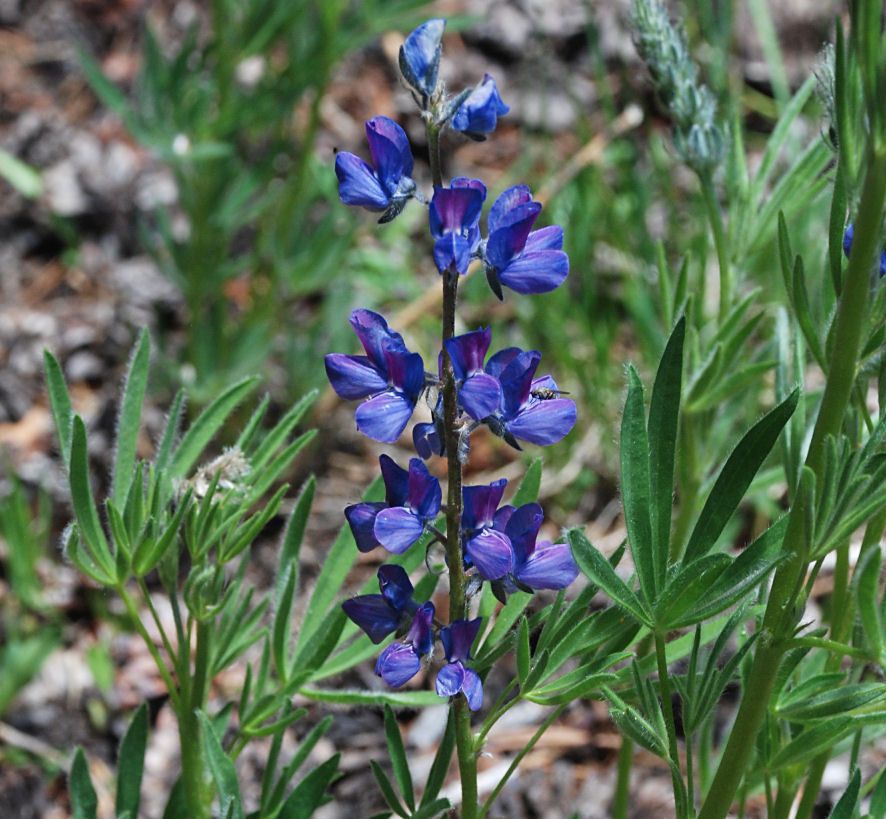 Lupinus covillei habit