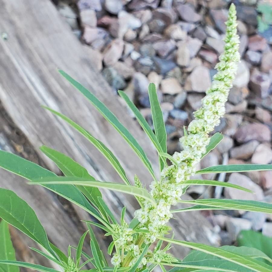Amaranthus fimbriatus flower