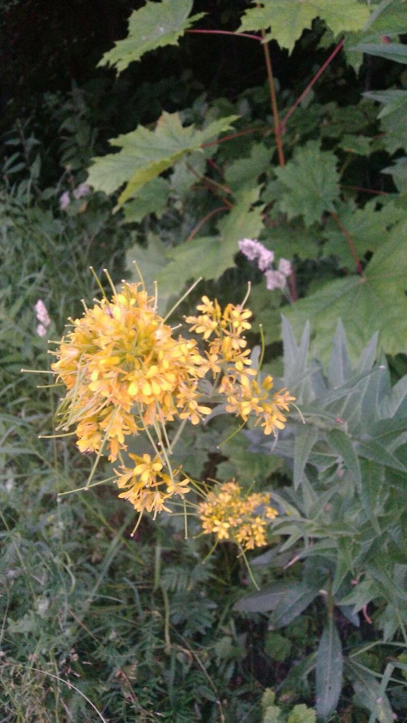Sisymbrium strictissimum flower