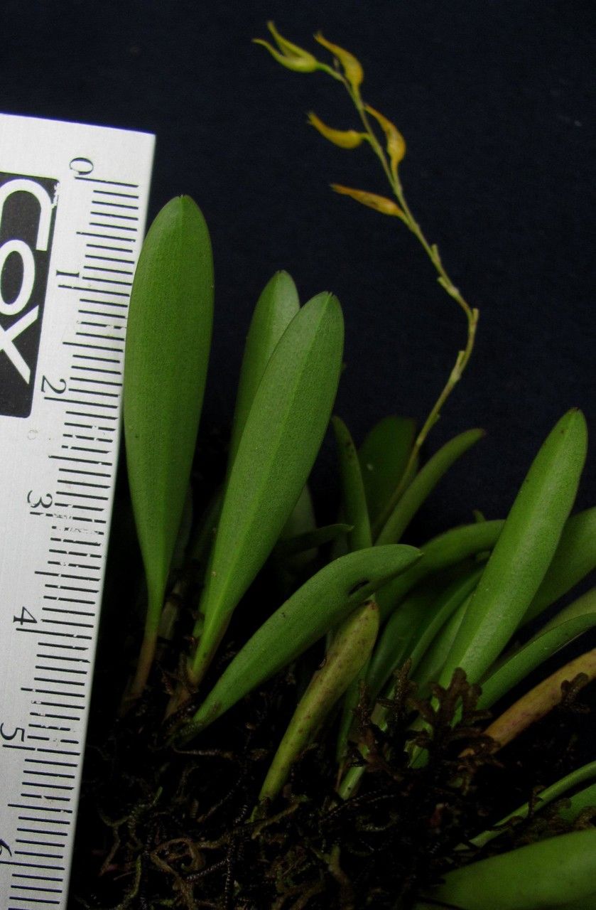 Specklinia costaricensis other