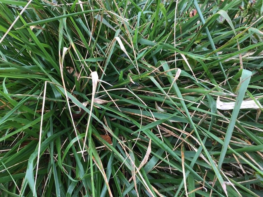 Brachypodium pinnatum leaf
