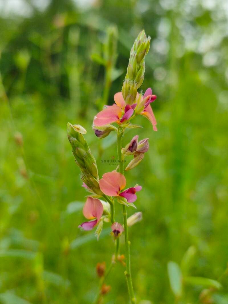 Alysicarpus heyneanus — related species from the same genus