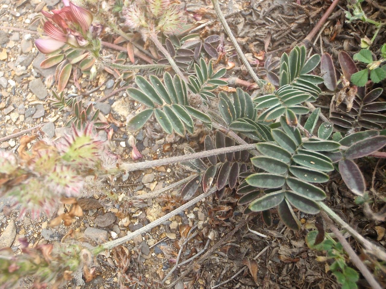 Hedysarum humile habit