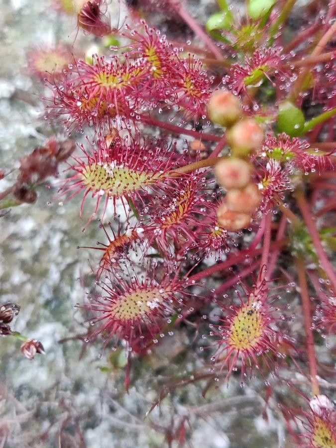 Drosera anglica — search result for 'Drosera'